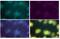 Usherin antibody, GTX47843, GeneTex, Immunofluorescence image 