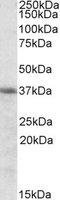 Heme Oxygenase 2 antibody, TA305779, Origene, Western Blot image 