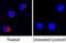 IL-4 antibody, BAF504, R&D Systems, Immunofluorescence image 