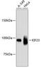 Kinesin-like protein KIF23 antibody, 13-976, ProSci, Western Blot image 