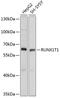 RUNX1 Partner Transcriptional Co-Repressor 1 antibody, 16-933, ProSci, Western Blot image 