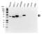 CK-19 antibody, VMA00009, Bio-Rad (formerly AbD Serotec) , Western Blot image 