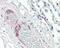 Prostacyclin synthase antibody, 49-928, ProSci, Immunohistochemistry frozen image 