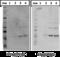 DMPO antibody, ALX-803-340-C100, Enzo Life Sciences, Western Blot image 