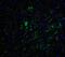 Jac antibody, A08385, Boster Biological Technology, Immunofluorescence image 