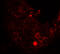 Histone Deacetylase 6 antibody, 7901, ProSci Inc, Immunofluorescence image 