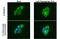 Autophagy Related 12 antibody, GTX629816, GeneTex, Immunofluorescence image 