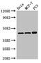 PKR2 antibody, CSB-PA018697LA01HU, Cusabio, Western Blot image 
