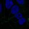 Catenin alpha-1 antibody, HPA046119, Atlas Antibodies, Immunocytochemistry image 