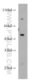 Solute Carrier Family 25 Member 25 antibody, 21568-1-AP, Proteintech Group, Western Blot image 