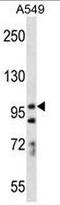 Protocadherin-7 antibody, AP53196PU-N, Origene, Western Blot image 