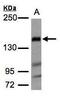 Protein flightless-1 homolog antibody, PA5-21735, Invitrogen Antibodies, Western Blot image 