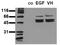 ShcA antibody, AM00141PU-N, Origene, Western Blot image 