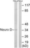 Neuronal Differentiation 1 antibody, TA312013, Origene, Western Blot image 