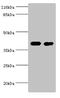Creatine Kinase B antibody, A50382-100, Epigentek, Western Blot image 