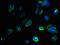 Interferon Alpha Inducible Protein 27 Like 2 antibody, LS-C379978, Lifespan Biosciences, Immunofluorescence image 