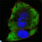FER Tyrosine Kinase antibody, LS-C812596, Lifespan Biosciences, Western Blot image 