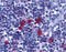 CD268 antibody, ADI-905-305-100, Enzo Life Sciences, Immunohistochemistry frozen image 