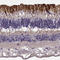 Rod outer segment membrane protein 1 antibody, HPA028910, Atlas Antibodies, Immunohistochemistry frozen image 