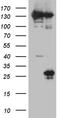 CD160 antigen antibody, TA809688, Origene, Western Blot image 