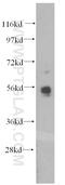 Megakaryocyte-Associated Tyrosine Kinase antibody, 10082-2-AP, Proteintech Group, Western Blot image 
