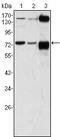 Calcium-transporting ATPase type 2C member 1 antibody, MA5-15592, Invitrogen Antibodies, Western Blot image 