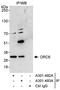 Origin Recognition Complex Subunit 6 antibody, A301-492A, Bethyl Labs, Immunoprecipitation image 