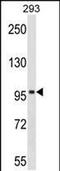 Spire Type Actin Nucleation Factor 1 antibody, PA5-48861, Invitrogen Antibodies, Western Blot image 