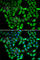 ASIP antibody, A6872, ABclonal Technology, Immunofluorescence image 