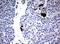 Formimidoyltransferase-cyclodeaminase antibody, LS-C796777, Lifespan Biosciences, Immunohistochemistry paraffin image 