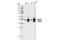 Polymerase delta-interacting protein 3 antibody, 3794S, Cell Signaling Technology, Western Blot image 