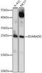 Ectodysplasin-A receptor-associated adapter protein antibody, 16-338, ProSci, Western Blot image 