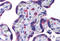 NLR Family CARD Domain Containing 3 antibody, MBS242957, MyBioSource, Immunohistochemistry frozen image 