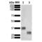 GST antibody, SMC-549D-A390, StressMarq, Western Blot image 
