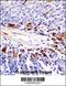 Pseudopodium-enriched atypical kinase 1 antibody, OAAB11213, Aviva Systems Biology, Immunohistochemistry paraffin image 
