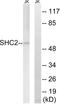 SHC-transforming protein 2 antibody, A09660, Boster Biological Technology, Western Blot image 
