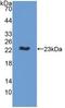 M-Phase Phosphoprotein 6 antibody, LS-C372576, Lifespan Biosciences, Western Blot image 