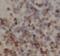 Cerebellar Degeneration Related Protein 2 antibody, FNab09905, FineTest, Immunohistochemistry frozen image 