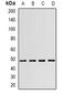 WD repeat domain phosphoinositide-interacting protein 1 antibody, orb382121, Biorbyt, Western Blot image 