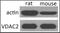 B36-VDAC antibody, NBP2-20849, Novus Biologicals, Western Blot image 