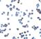 Retinoic Acid Early Transcript 1E antibody, 8193, ProSci Inc, Immunocytochemistry image 