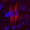 Protein FAM3C antibody, MAB3084, R&D Systems, Immunocytochemistry image 