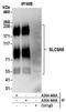 Sodium/hydrogen exchanger 6 antibody, A304-449A, Bethyl Labs, Immunoprecipitation image 