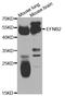 Ephrin B2 antibody, TA332830, Origene, Western Blot image 