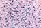 Purinergic Receptor P2Y12 antibody, MBS243429, MyBioSource, Immunohistochemistry frozen image 