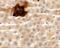 Synaptotagmin Like 5 antibody, A12927, Boster Biological Technology, Immunohistochemistry paraffin image 