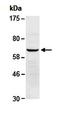 E74 Like ETS Transcription Factor 4 antibody, orb66925, Biorbyt, Western Blot image 