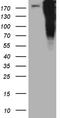 p53BP1 antibody, CF806950, Origene, Western Blot image 