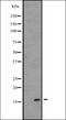 Heat Shock Protein Family A (Hsp70) Member 12A antibody, orb335311, Biorbyt, Western Blot image 