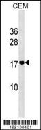 AM2 antibody, 59-583, ProSci, Western Blot image 